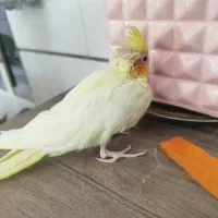 جوجه عروس هلندی سرلاکی