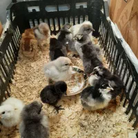جوجه ۲۲روزه گلپایگانی مرغ و خروس