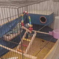 فروش پرنده