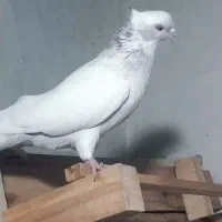فروش کبوتر