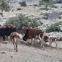 فروش گاو. خوش شیر خوش نژاد