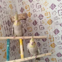 جوجه عروس هلندی