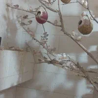 پرنده|پرنده|بوشهر, |دیوار
