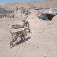 سگ گله