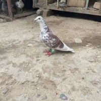 ماده