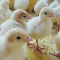 جوجه ۳ روزه بوقلمون بیوتی ۶