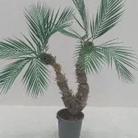 درختچه|گل مصنوعی|سبزوار, قصبه شرقی|دیوار