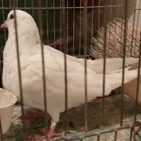 کفتر|پرنده|اسدآباد, |دیوار