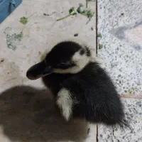 اردک 27روزه