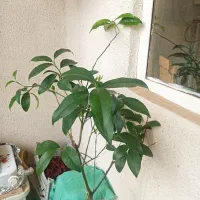 کامکوات