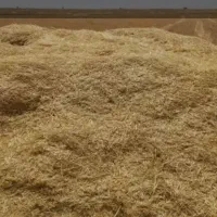 کاه گندم