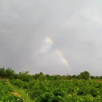 فروش-باغ