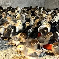 جوجه محلی گلپایگانی
