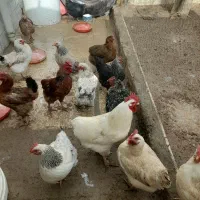 مرغ تخم‌ گذار سرحال