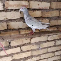 کبوتر هفرنگ