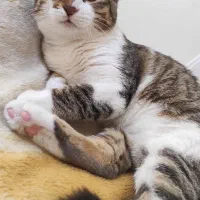 واگذاری یک عدد بچه گربه