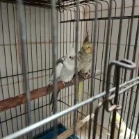 عروس هلندی مولد