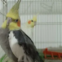 یک جفت عروس هلندی