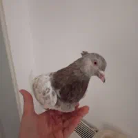 کفتر کله الماسی نر