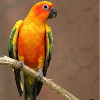 طوطی خورشیدی نر سخنگو