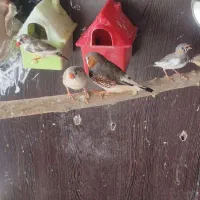فنچ|پرنده|بومهن, |دیوار