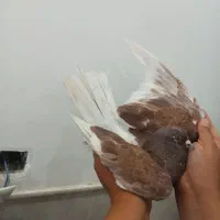 کفتر کبوتر