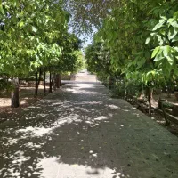 ۳۰۰ متر دره شیر سانیچ