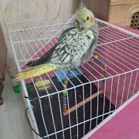 عروس هلندی