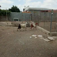 بزغاله نروماده