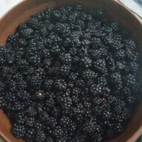 تمشک جنگلی تازه چین