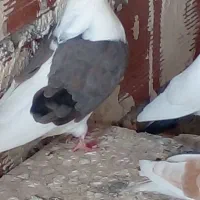 پشتدار