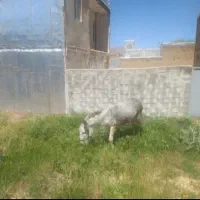 یک راس الاغ