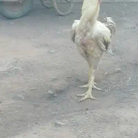 فروش یک عدد خروس لاری