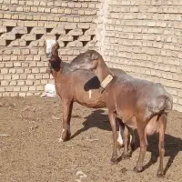 میش چینی کری