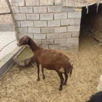 میش