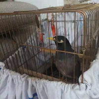 مرغ مینا سخنگو