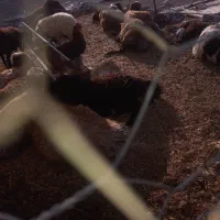 فروش ۷ عدد بره نره چاق چاق