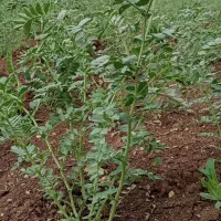 نیازمندی چند خانواده