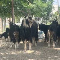 ۱عدد نربز اخته نشده دوسال
