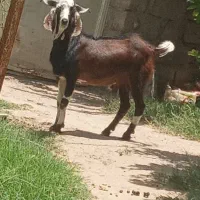 گوسفند چاق