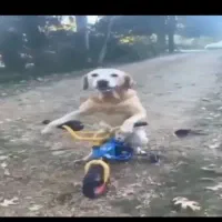 سگ نگهبان