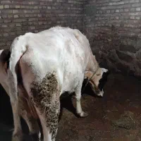گاو گوشتی شکم سوم