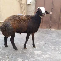 بره‌ نر‌  خوب برای کشتار‌