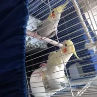 یک جفت عروس هلندی  باتخم