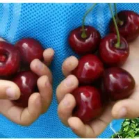 گیلاس تک دانه مشهد ، درخت  نهال ،نهالستان در مشهد