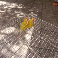 طوطی برزیلی صورت هلویی