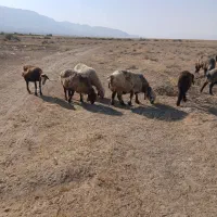 میش|حیوانات مزرعه|کوهنجان, |دیوار