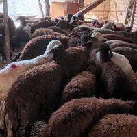 فروش تقلی بزرگ  وگوسفند قصر  همه جوره سوپر چاق|حیوانات مزرعه|رامیان, |دیوار