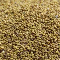 بذر یونجه همدانی پایه بلند