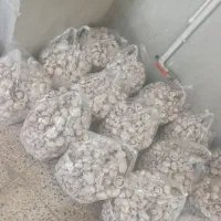قارچ
